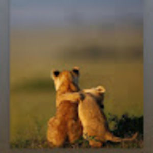 Meet your Posher, Coach